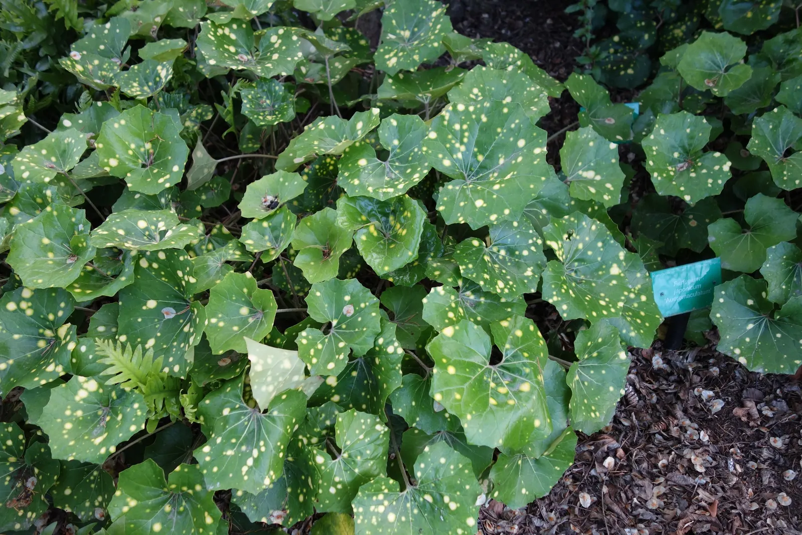 Farfugium (Farfugium Japonicum) — is a robust herbaceous perennial that brings a lush; or -18°C to -23°C.<br><br>Typically reaching a, image 75