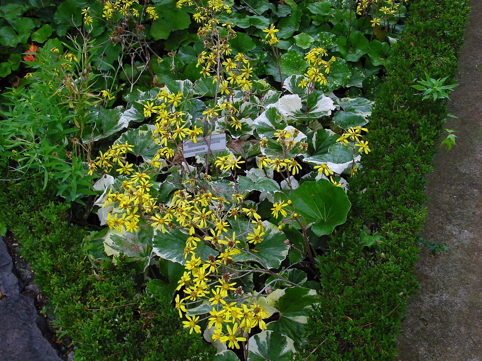 Farfugium (Farfugium Japonicum) — It features glossy, rounded leaves up to 12 inches across, creating a lush, tropical look