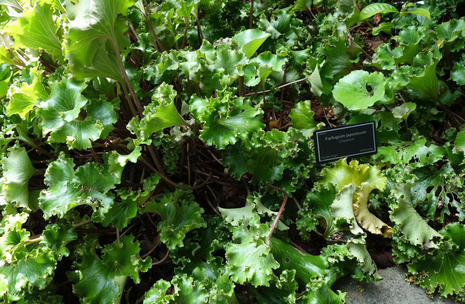 Farfugium (Farfugium Japonicum) — this plant thrives in USDA hardiness zones 7 through 10; perennial with yellow blooms