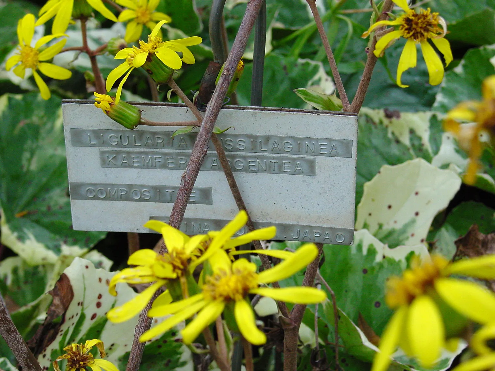 Farfugium (Farfugium Japonicum) — or -18&deg;C to -23&deg;C.<br><br>Typically reaching a height and spread of 1 to 2 feet