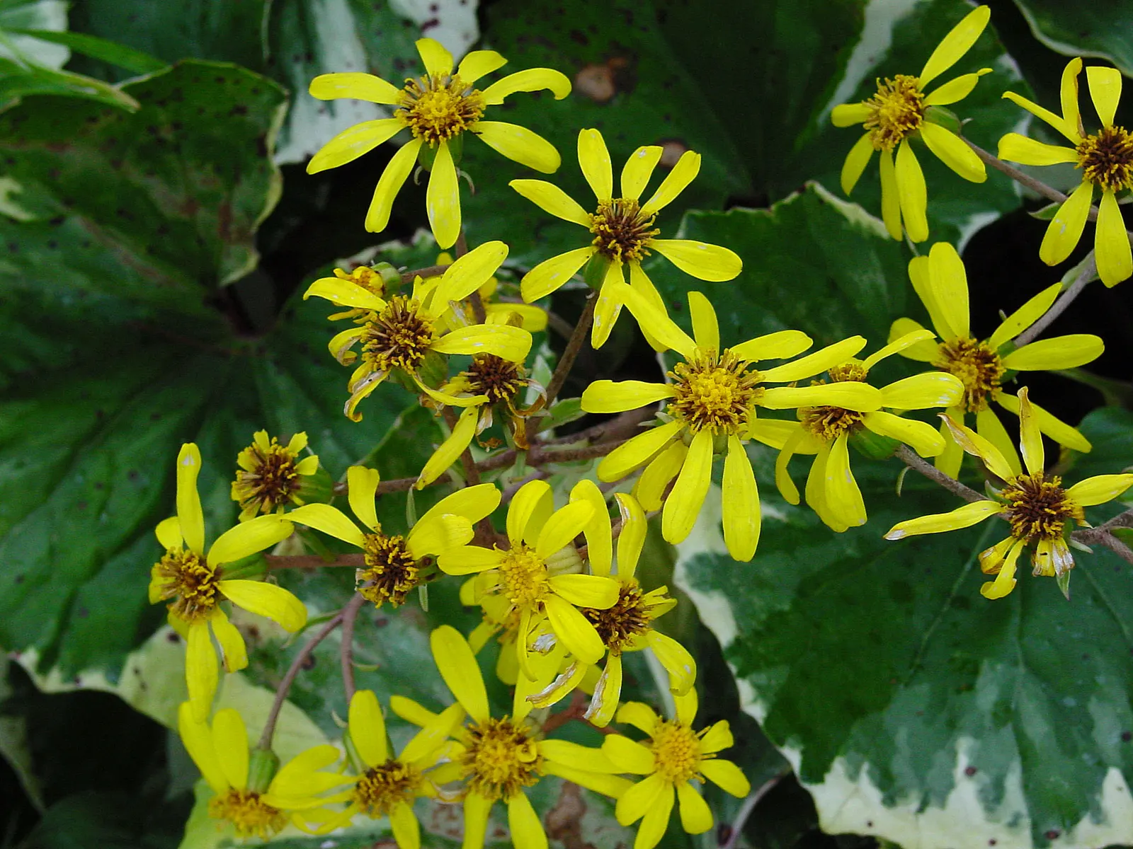 Farfugium (Farfugium Japonicum) — this plant thrives in USDA hardiness zones 7 through 10