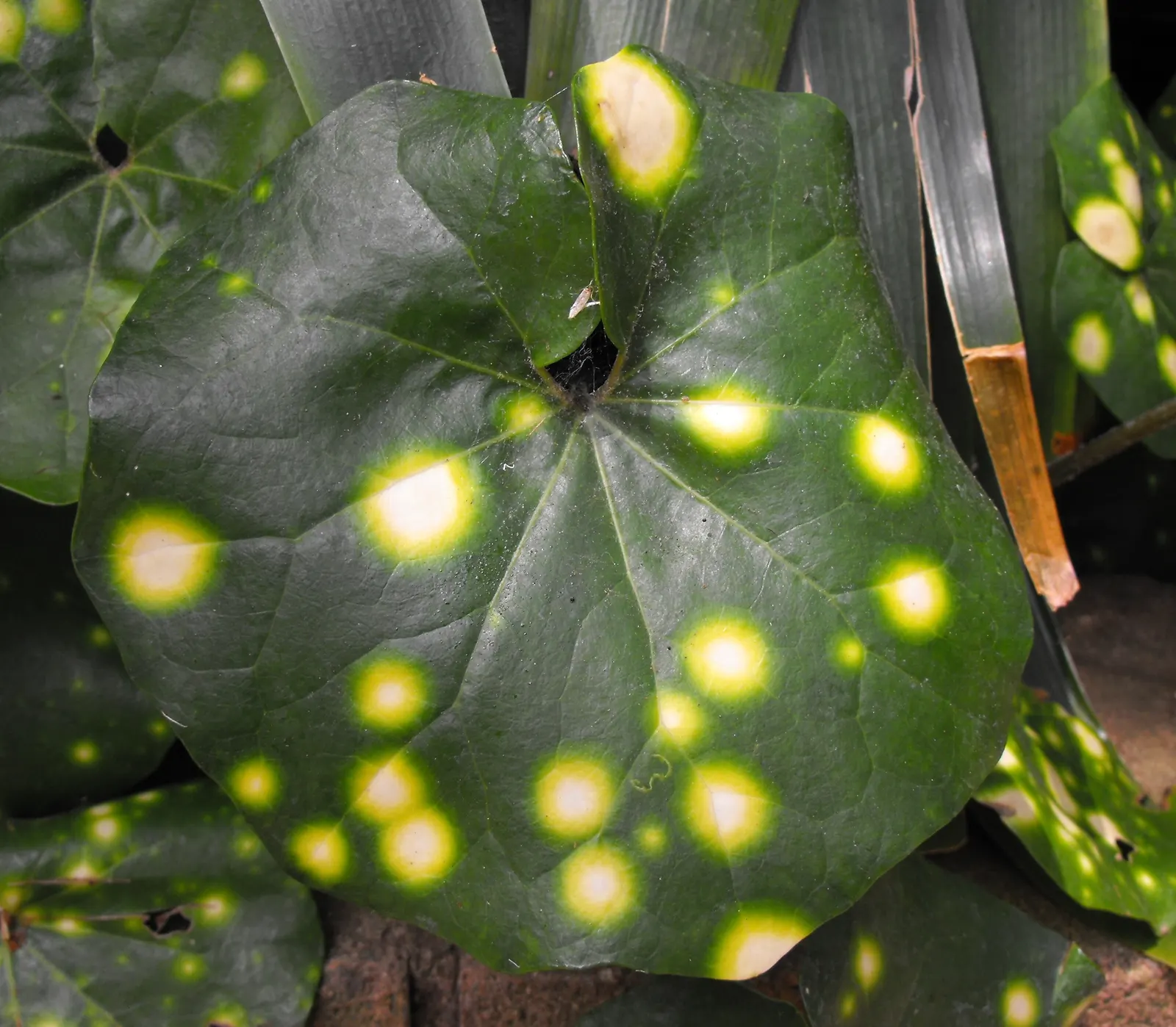 Farfugium (Farfugium Japonicum) — The deep green leaves often showcase unique and attractive yellow to cream speckles or patches; is a robust herbaceous