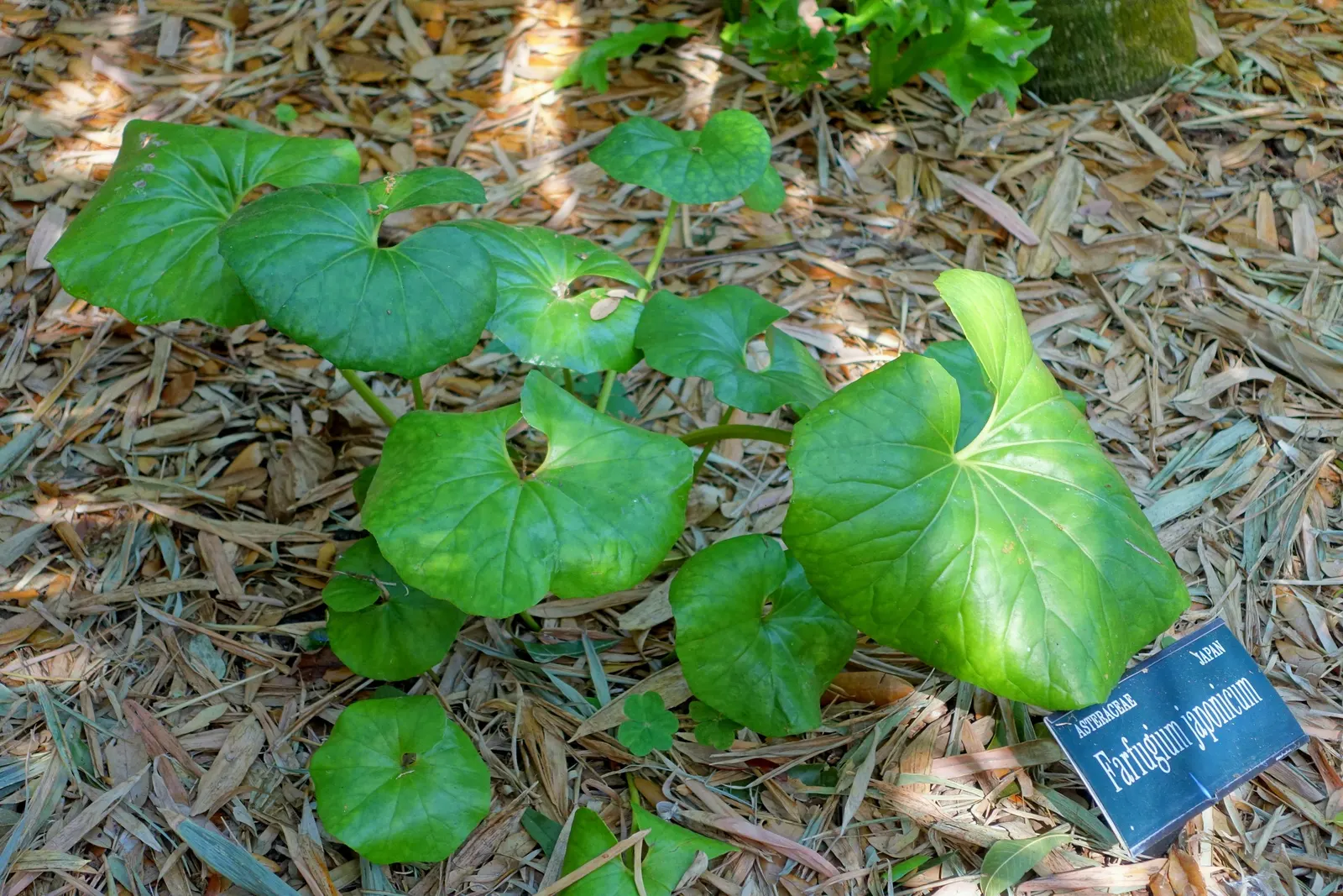 Farfugium (Farfugium Japonicum) — varying from leaf to leaf; the leopard plant forms an impressive clump of glossy