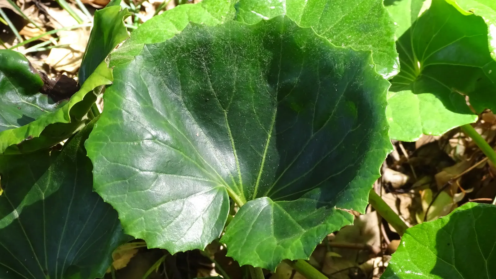 Farfugium (Farfugium Japonicum) — and a protective mulch layer in colder regions to shield its rhizomatous roots from freezing temperatures