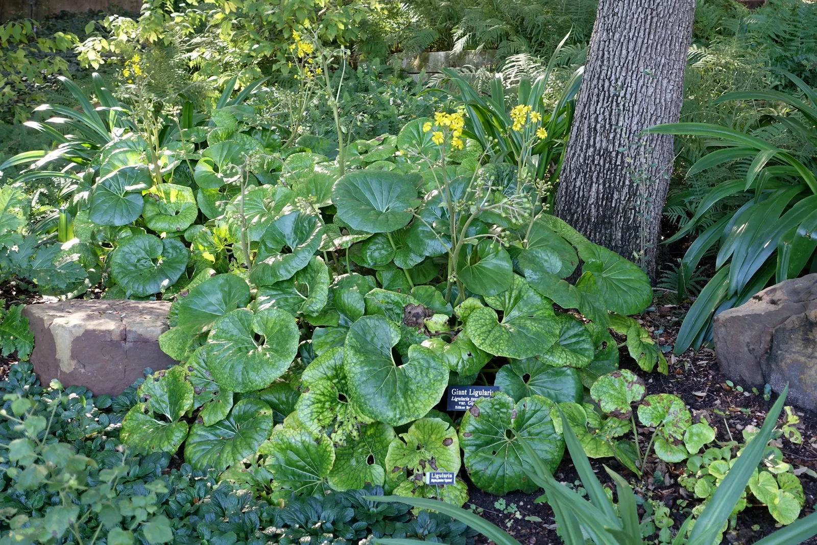 Farfugium (Farfugium Japonicum) — Ideal for USDA zones 7-10, it reaches about 2 feet in height and spread; yellow flowers in the garden, image 73