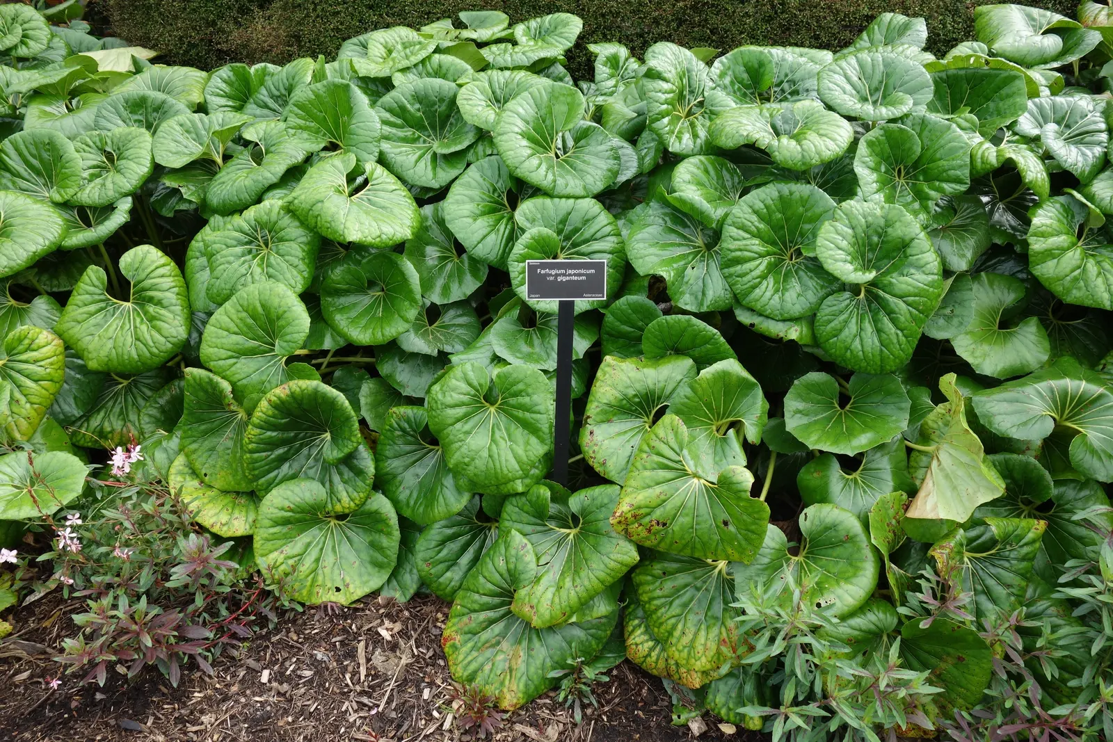 Farfugium (Farfugium Japonicum) — perennial for deep shade or full or half or shade; and a protective mulch layer in colder regions to shield its rhizomatous