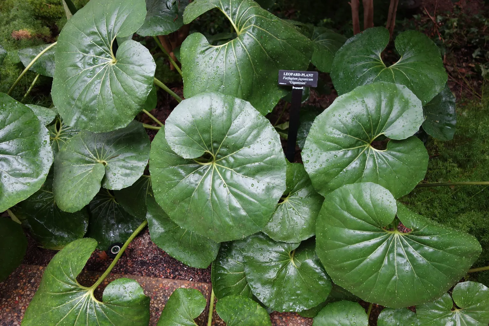 Farfugium (Farfugium Japonicum) — well-draining soil with an ample amount of organic material; is a clump-forming perennial that thrives in partial to full