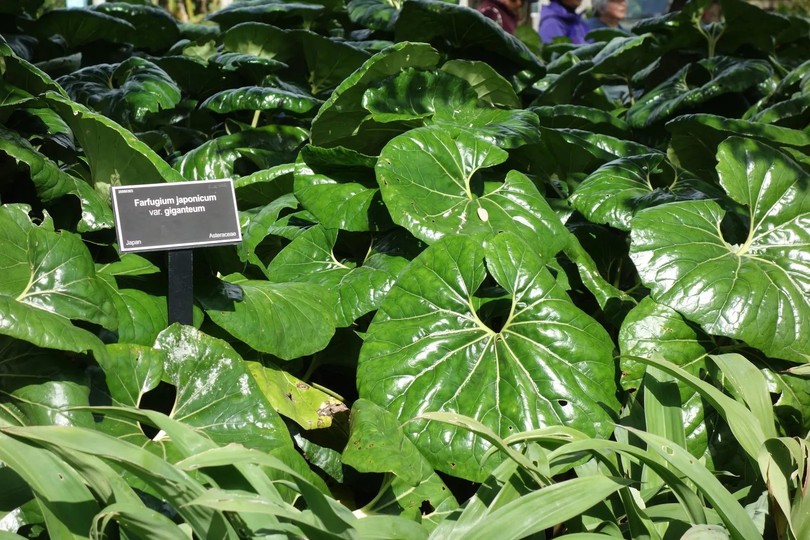 Farfugium (Farfugium Japonicum) — consider using it as a border plant in shade gardens; protected from the harsh midday sun