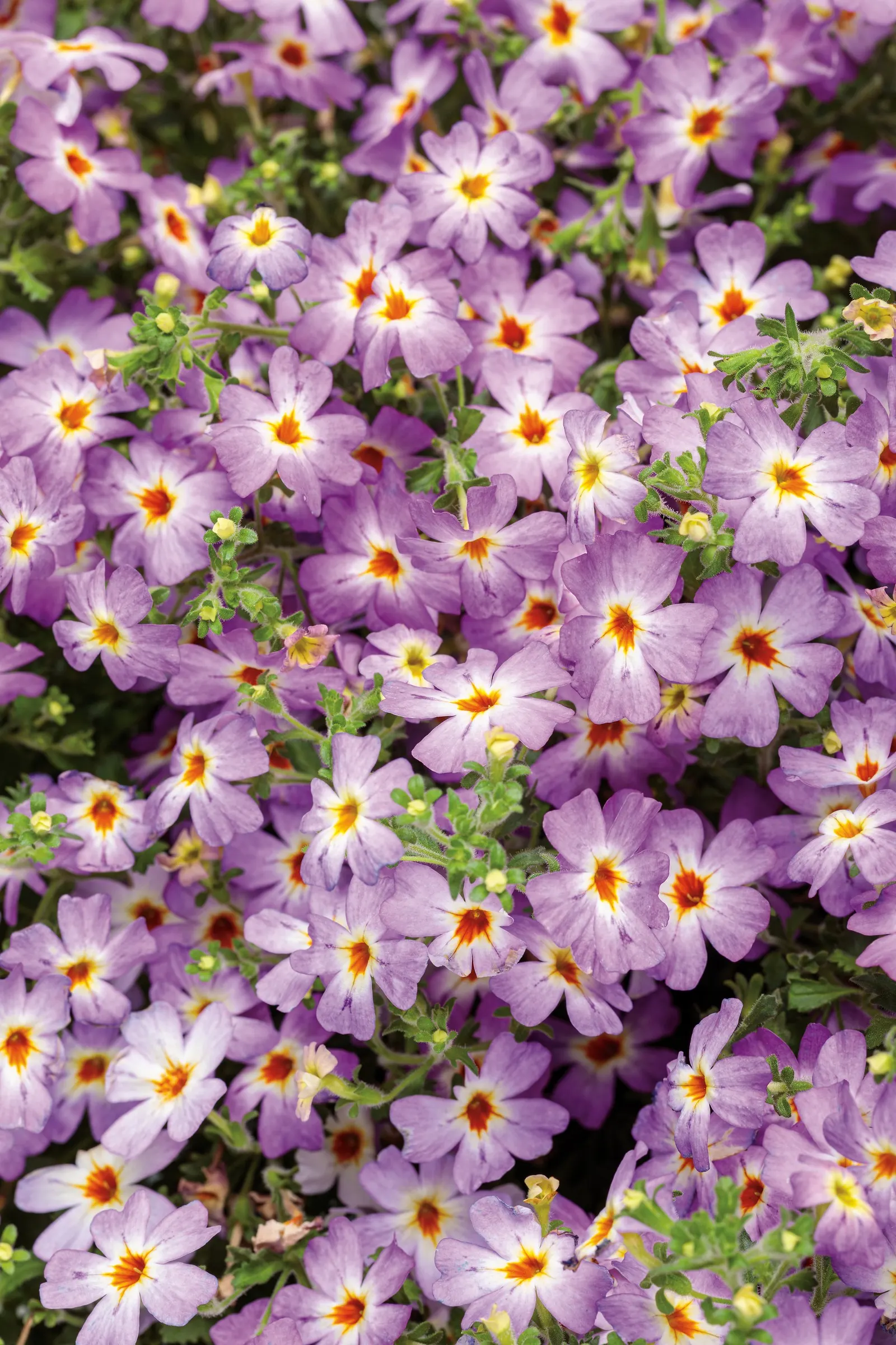 South African Phlox (Jamesbrittenia) — The Jamesbrittenia is a mounded annual with sky-blue flowers