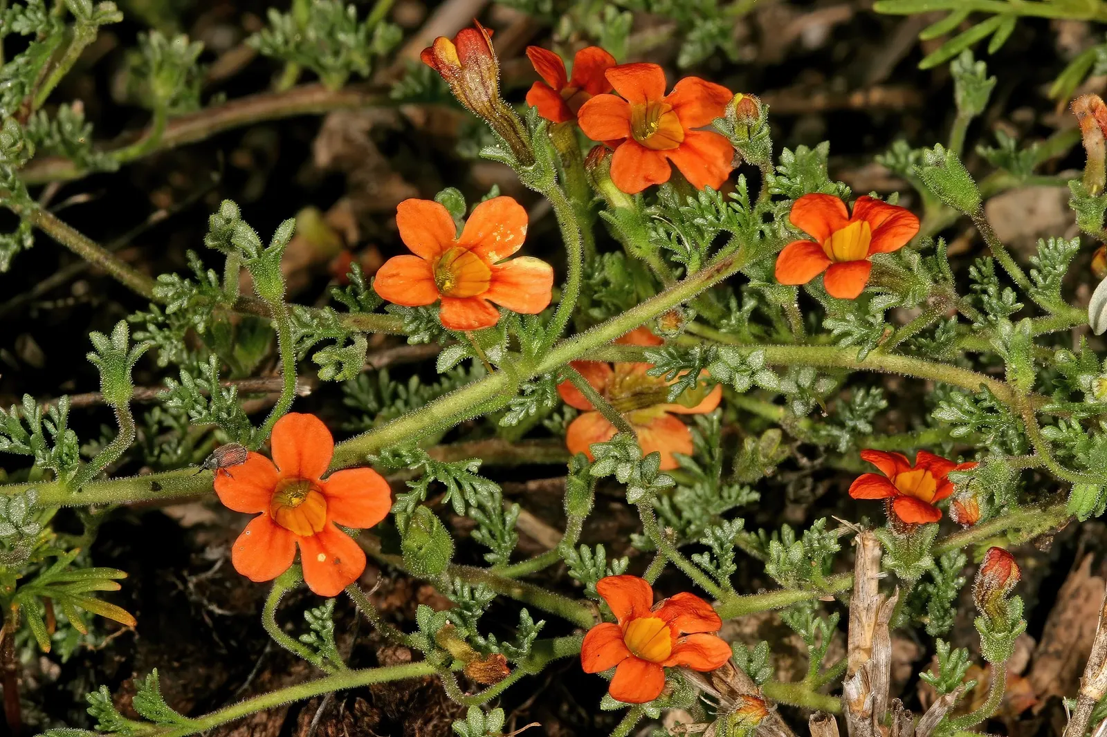 South African Phlox (Jamesbrittenia) — It is perennial only in the warmest climates