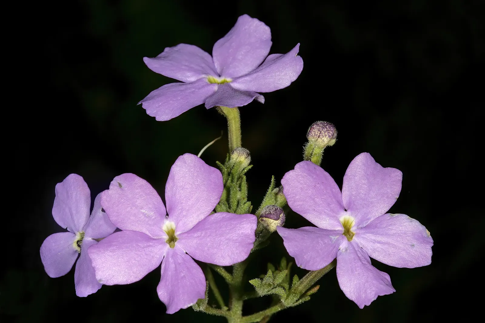 South African Phlox (Jamesbrittenia) — Hardy in USDA Zones 10a-11b