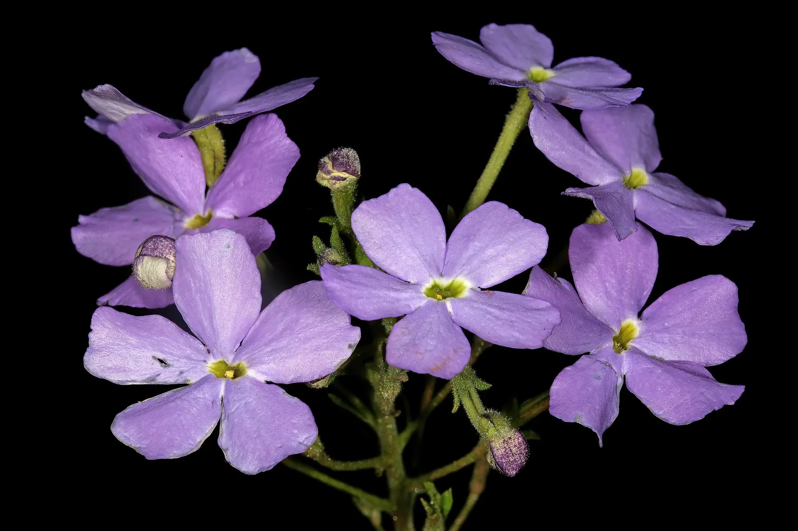 South African Phlox (Jamesbrittenia) — or woven among warmer-toned annuals