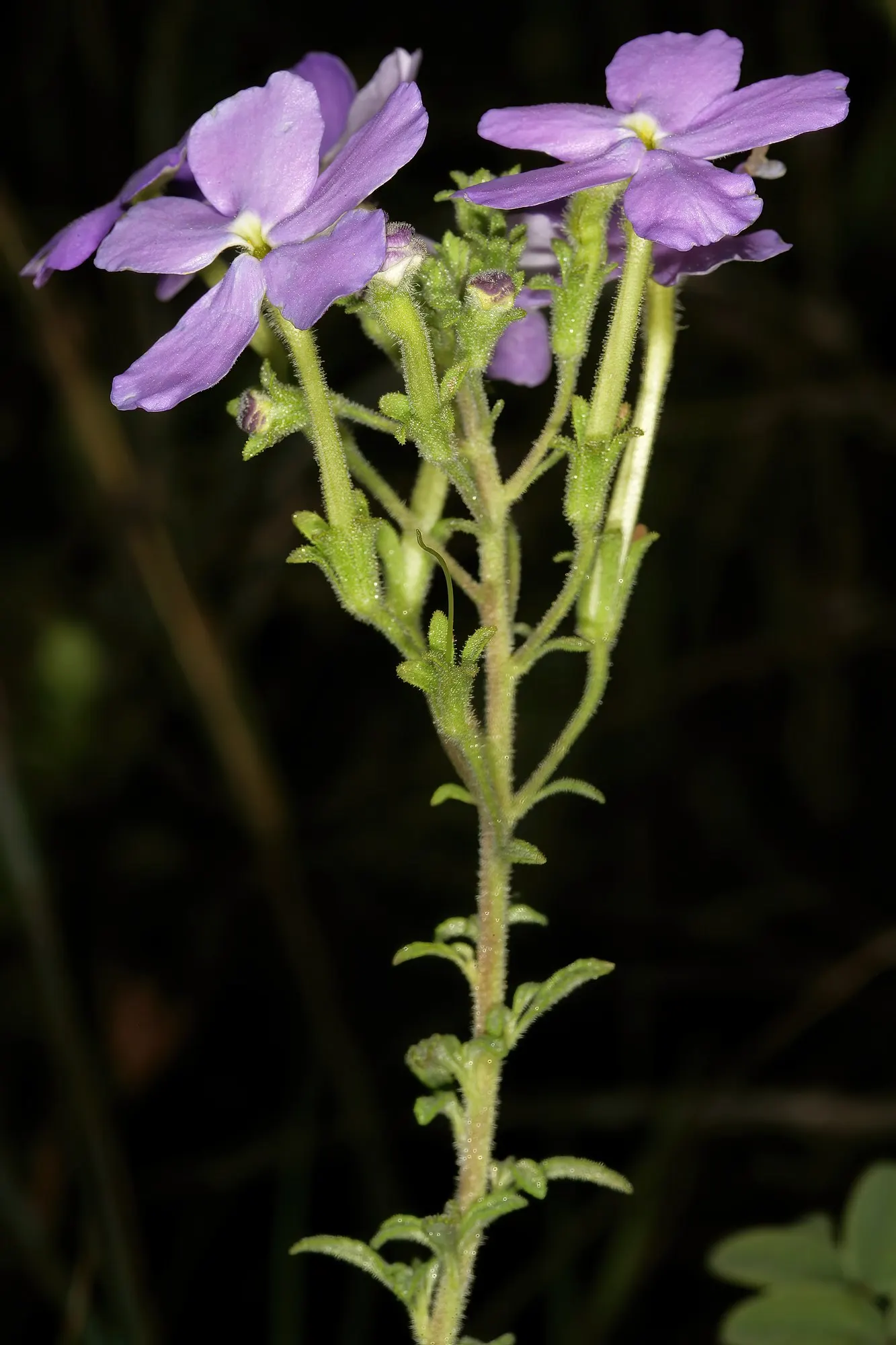 South African Phlox (Jamesbrittenia) — commonly referred to as Sky South African Phlox
