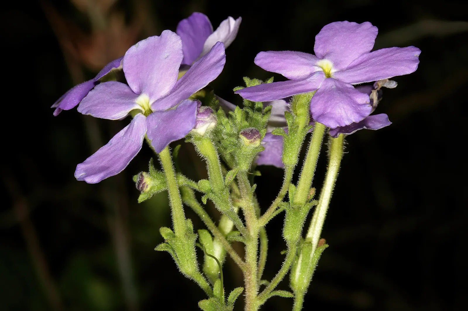 South African Phlox (Jamesbrittenia) — Blooming from planting until frost