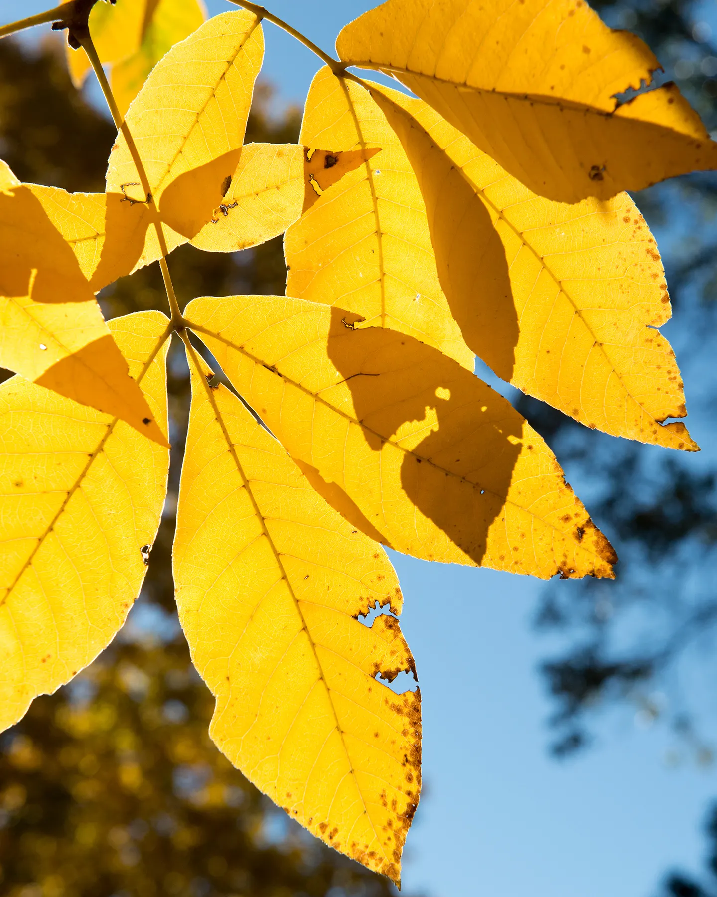 Shagbark Hickory (Carya Ovata) — The Shagbark Hickory (Carya ovata) is a majestic deciduous hardwood tree; encouraging placement in spacious landscapes
