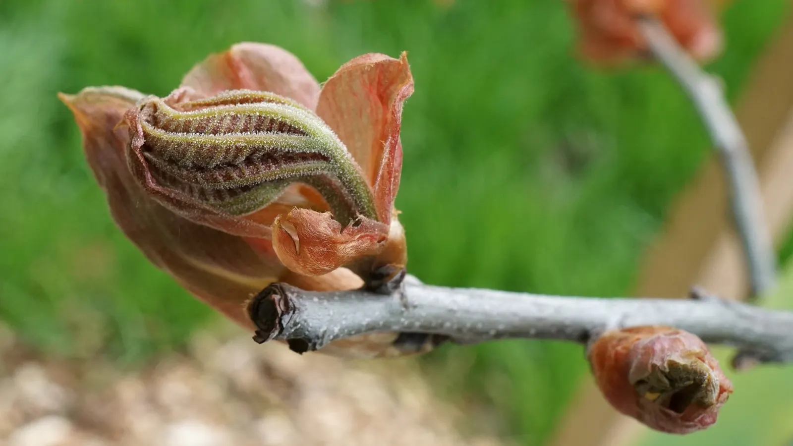 Shagbark Hickory (Carya Ovata) — peeling bark and pinnate leaves; when incorporating this North American native into your garden