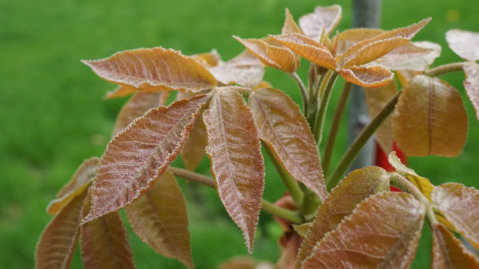 Shagbark Hickory (Carya Ovata) — when incorporating this North American native into your garden