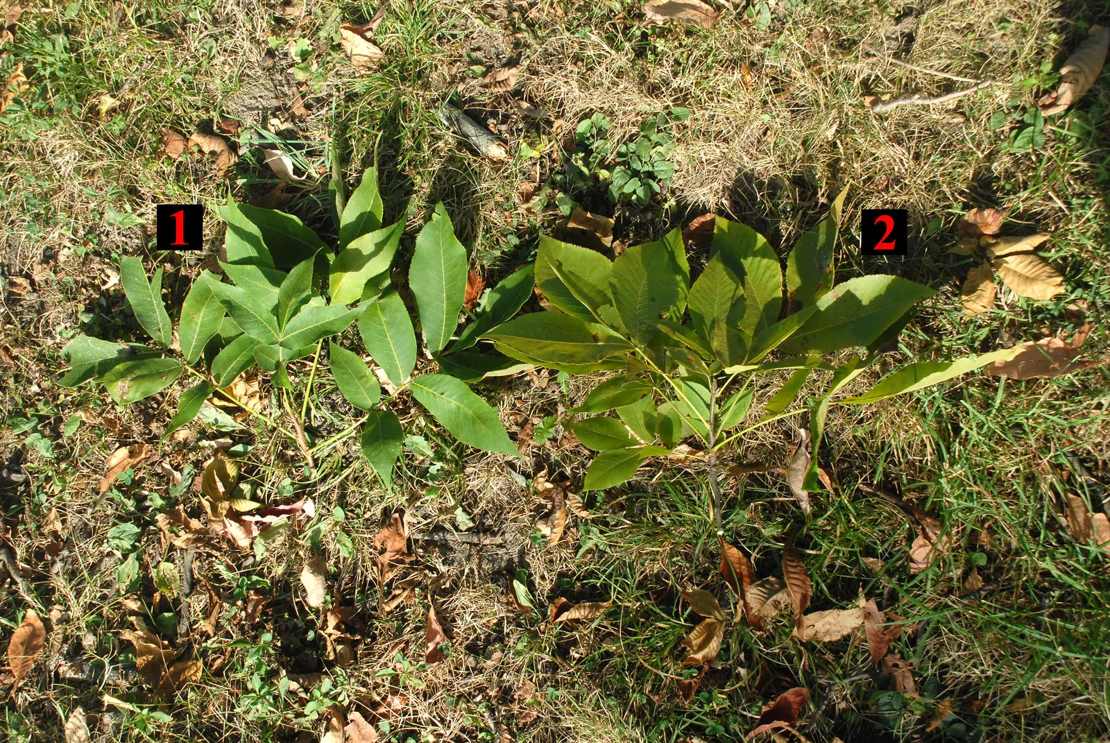 Shagbark Hickory (Carya Ovata) — which allows it to be drought-resistant once established