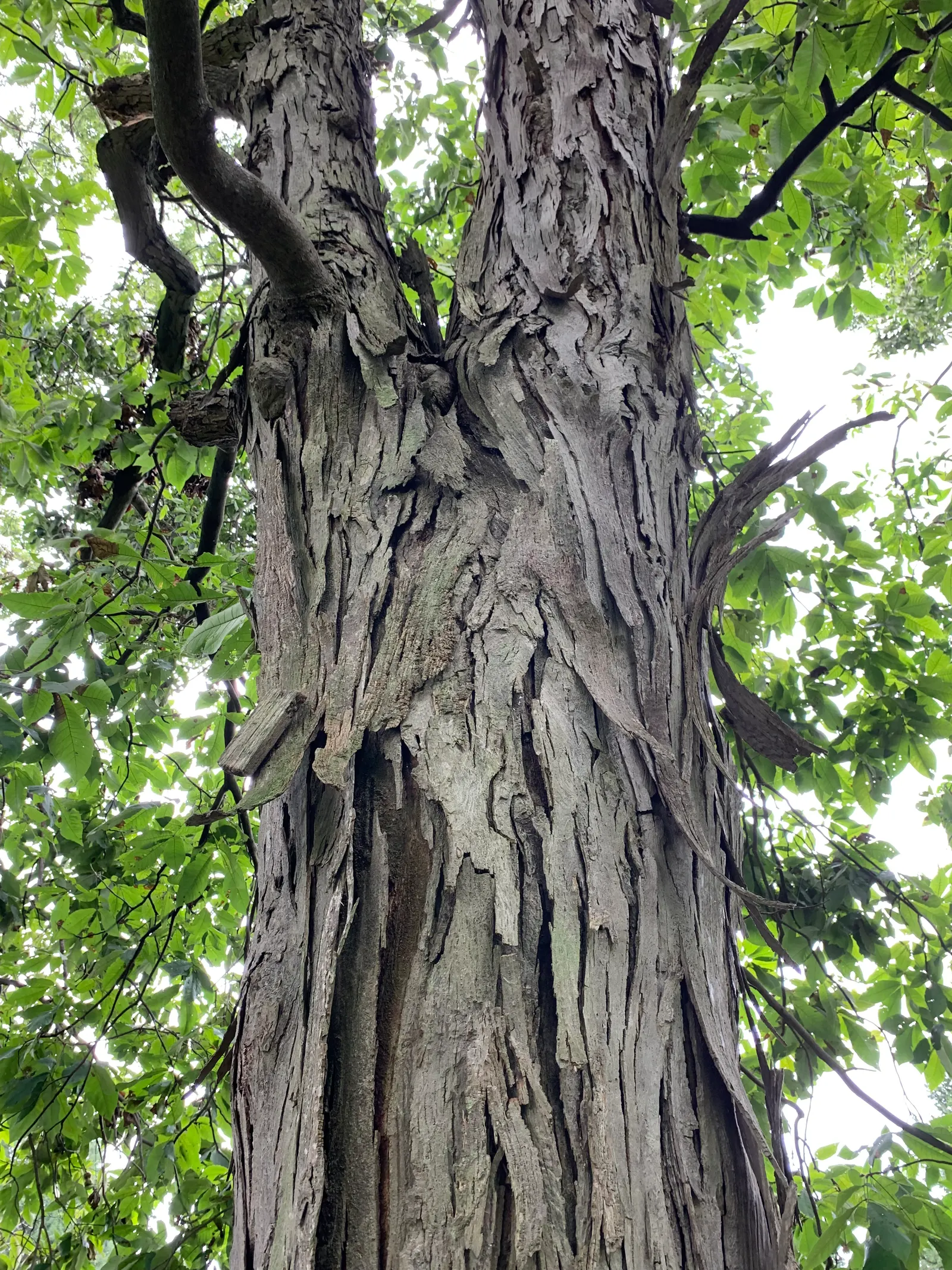 Shagbark Hickory (Carya Ovata) — the tree is adaptable to various soils but flourishes in well-drained; prefers well-drained soils and full sun, offering