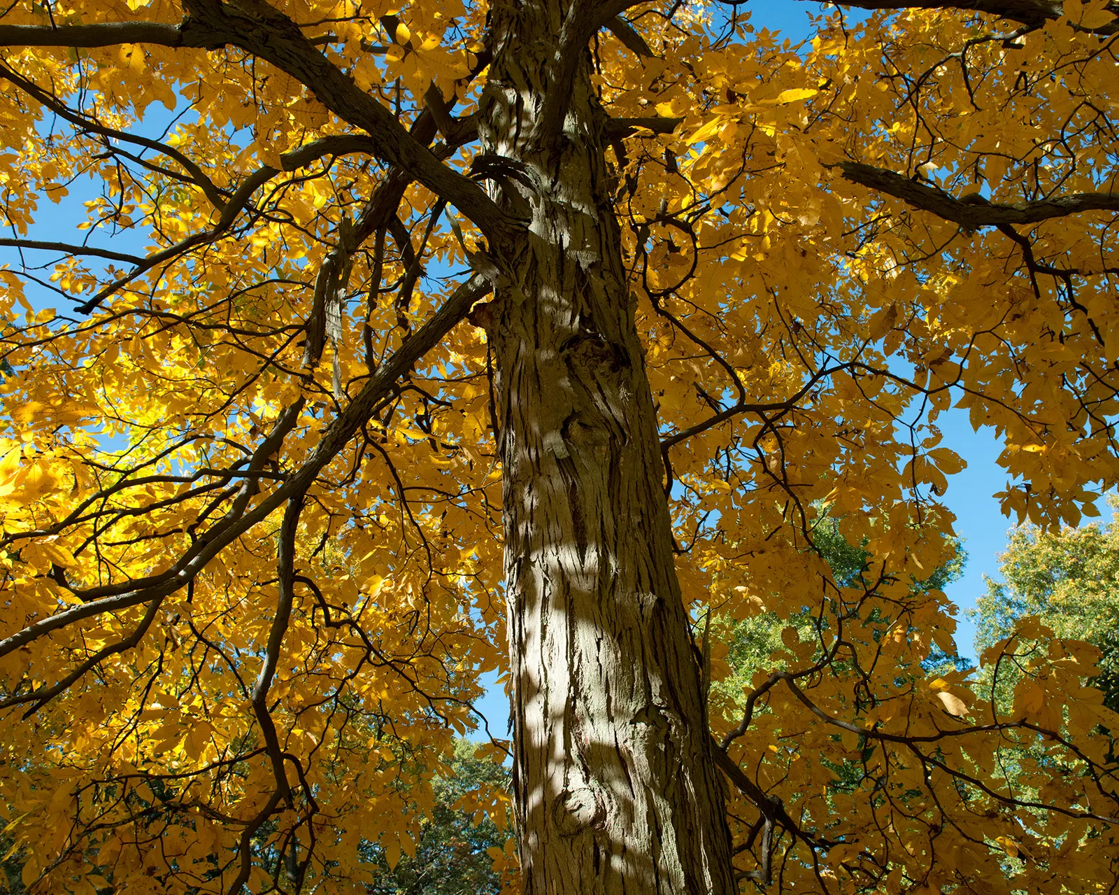 Shagbark Hickory (Carya Ovata) — The Shagbark Hickory (Carya ovata) is a majestic deciduous hardwood tree