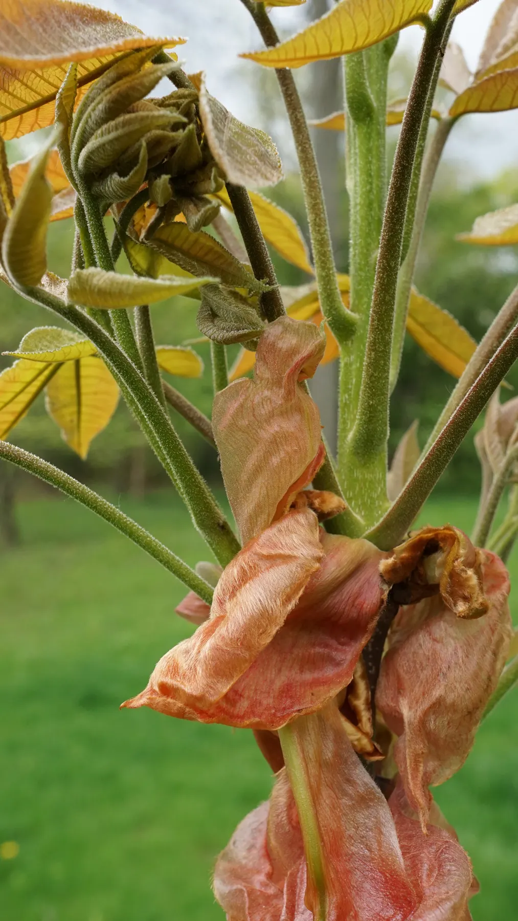Shagbark Hickory (Carya Ovata) — turning to a golden hue in autumn; with a canopy spread of 40 to 70 feet