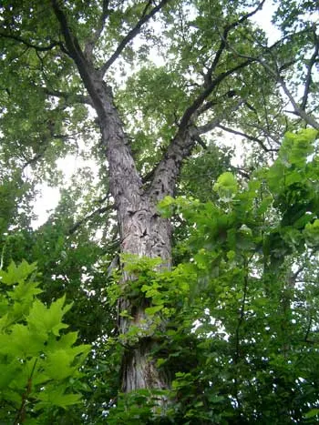 Shagbark Hickory (Carya Ovata) — As landscape architect assistants; such as attracting a variety of wildlife; its nuts are a favorite for squirrels and other
