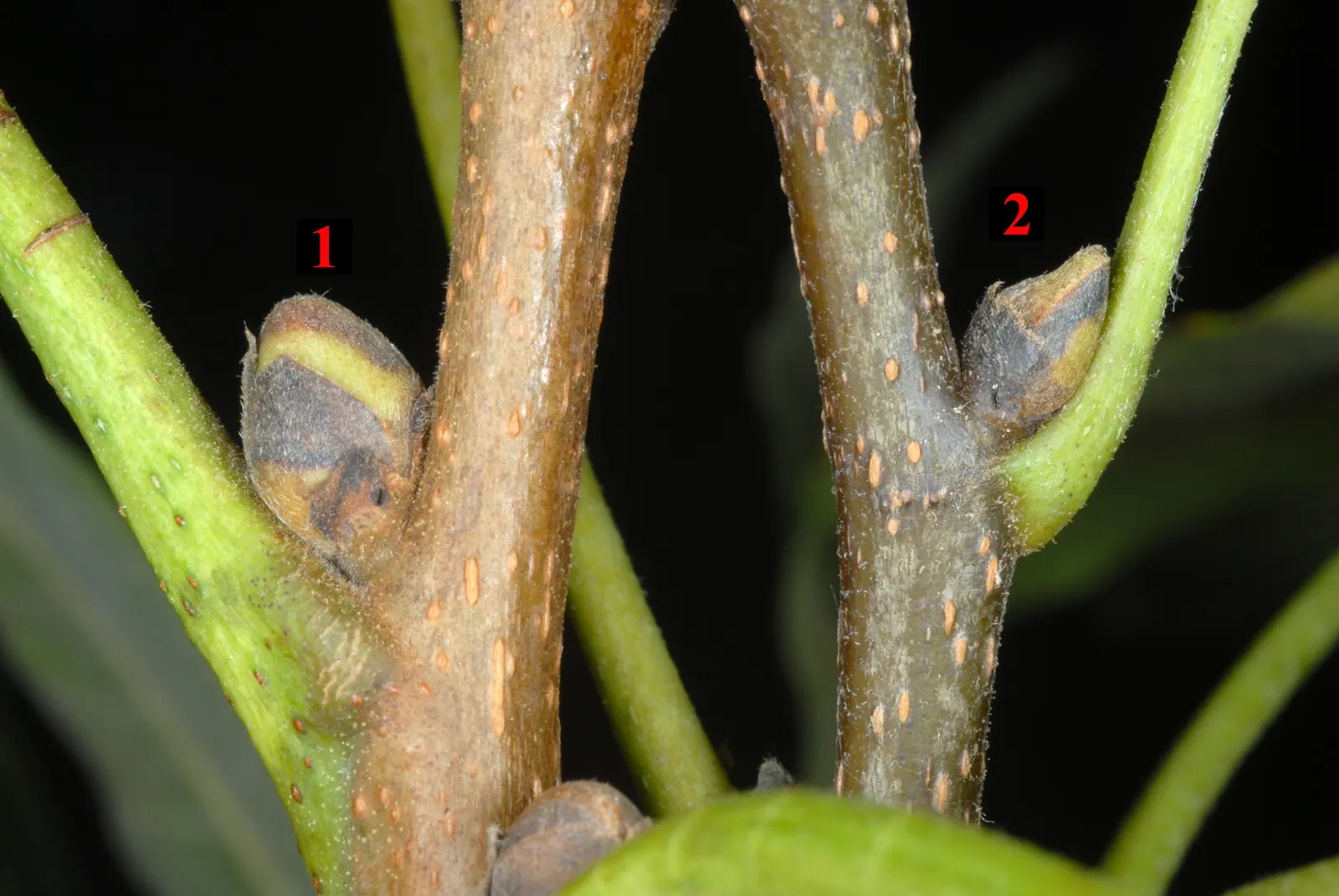 Shagbark Hickory (Carya Ovata) — Mature specimens stand 70-90 feet with canopy spreads up to 70 feet; the Shagbark Hickory (Carya ovata) is a, image 52
