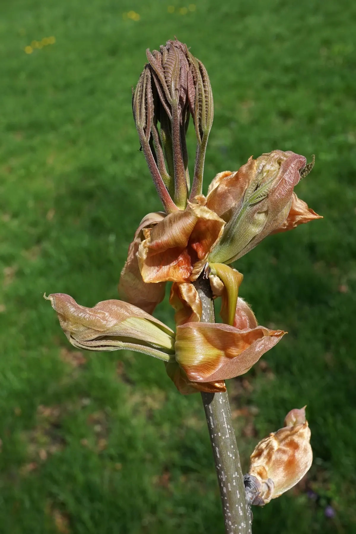 Shagbark Hickory (Carya Ovata) — The Shagbark Hickory (Carya ovata) is a striking deciduous tree; mature specimens stand 70-90 feet with canopy, image 49
