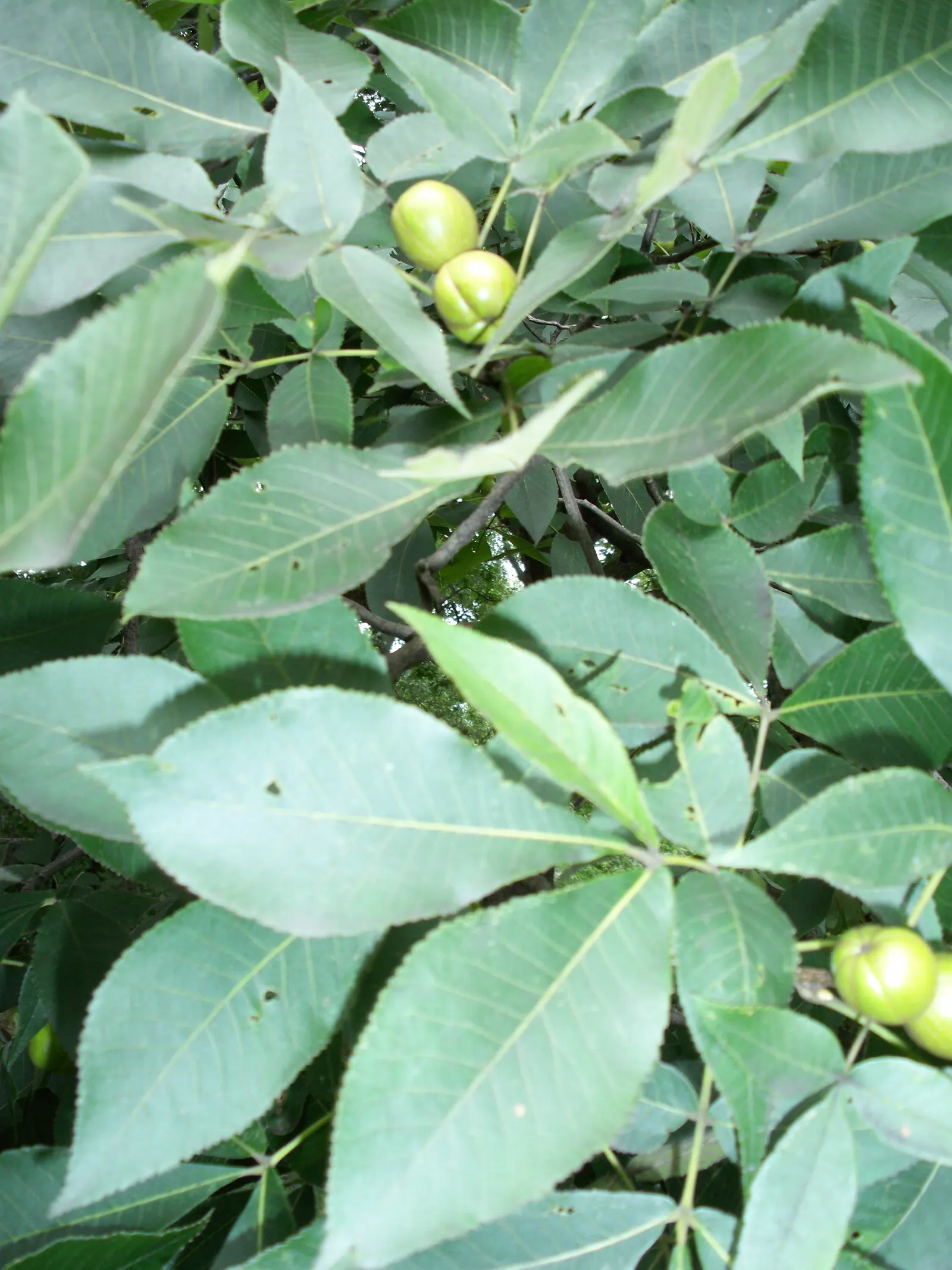 Shagbark Hickory (Carya Ovata) — which allows it to be drought-resistant once established; rich loam with a preference for full sun to partial shade