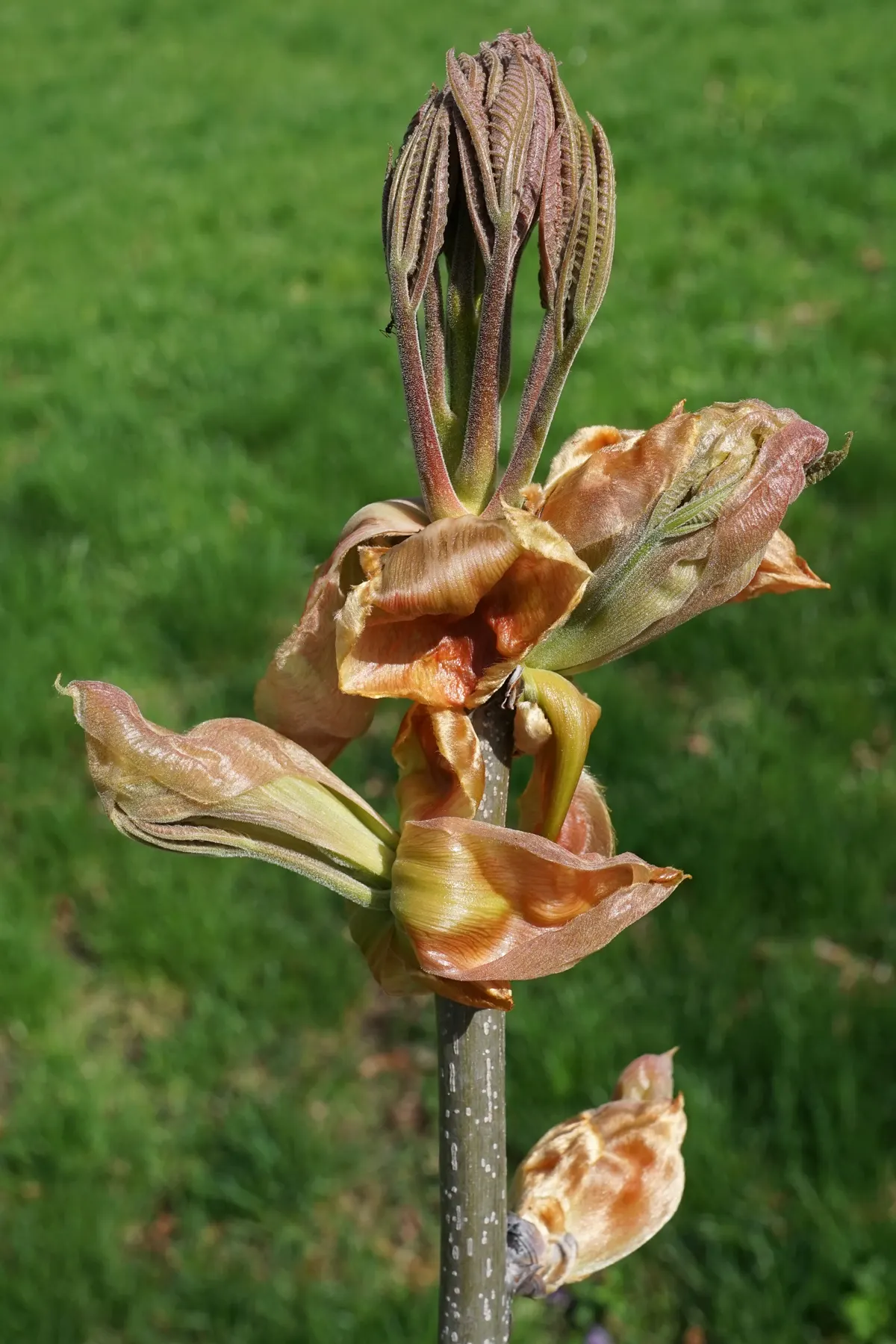 Shagbark Hickory (Carya Ovata) — tree for full or half; easy to grow in USDA Hardiness Zones 4 to 8