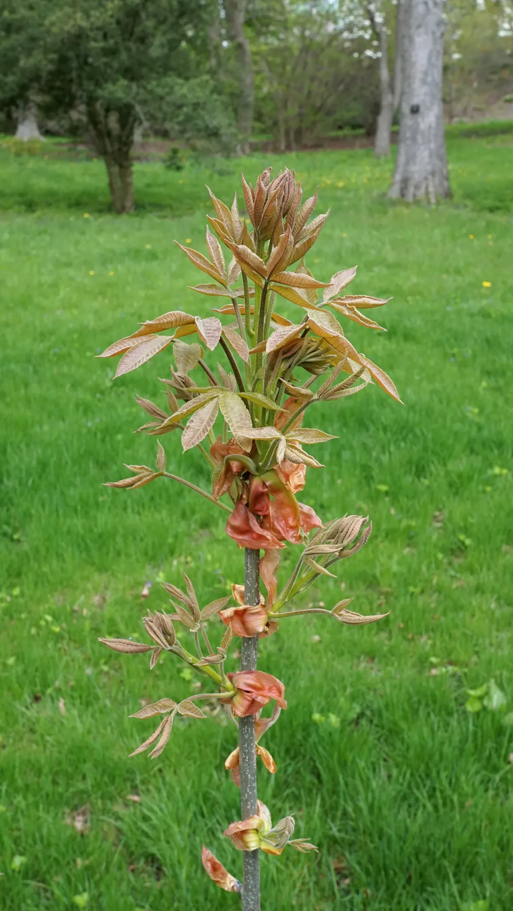 Shagbark Hickory (Carya Ovata) — when incorporating this North American native into your garden; peeling bark and pinnate leaves
