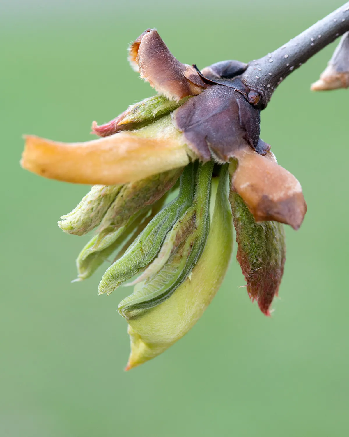 Shagbark Hickory (Carya Ovata) — turning to a golden hue in autumn