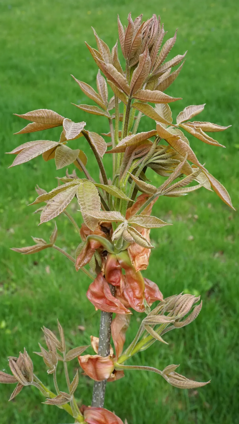 Shagbark Hickory (Carya Ovata) — providing striking textural interest for any landscape design; consider its mature size: the Shagbark Hickory can, image 57