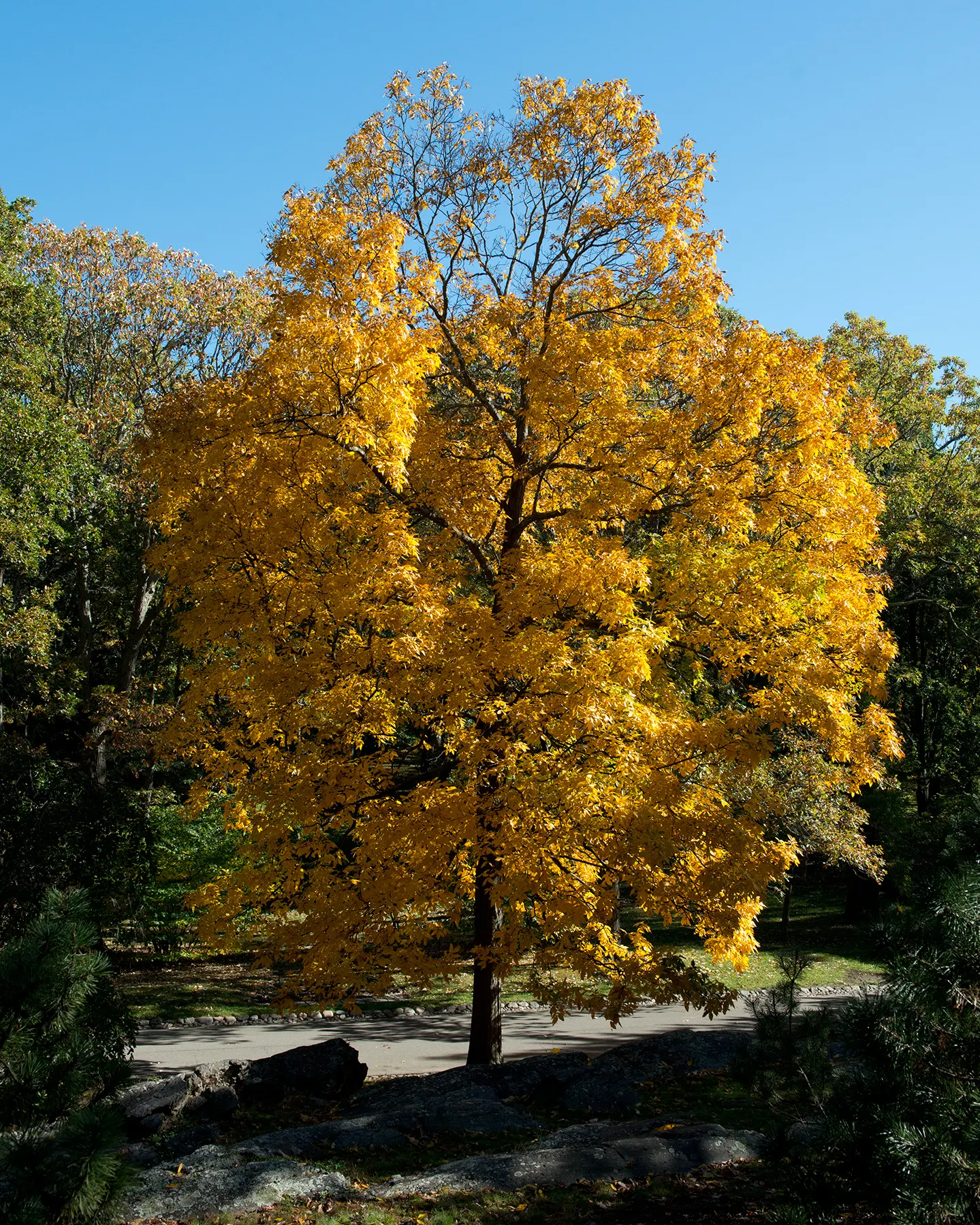 Shagbark Hickory (Carya Ovata) — the tree is adaptable to various soils but flourishes in well-drained