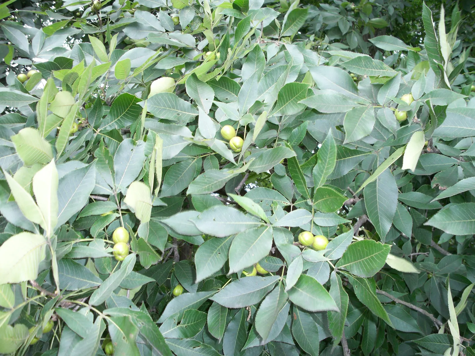 Shagbark Hickory (Carya Ovata) — Easy to grow in USDA Hardiness Zones 4 to 8; tree for full or half