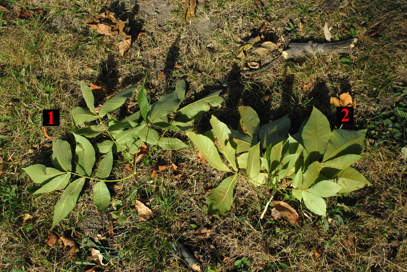 Shagbark Hickory (Carya Ovata) — The tree's compound leaves are vibrant green; it yields edible nuts favored by wildlife and is valued for its hard, durable