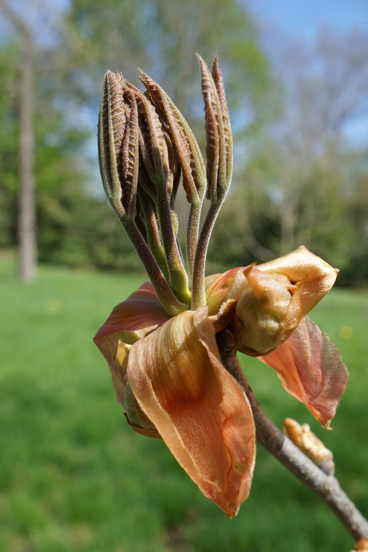 Shagbark Hickory (Carya Ovata) — Prefers well-drained soils and full sun, offering splendid golden fall foliage; the tree is adaptable to various soils but