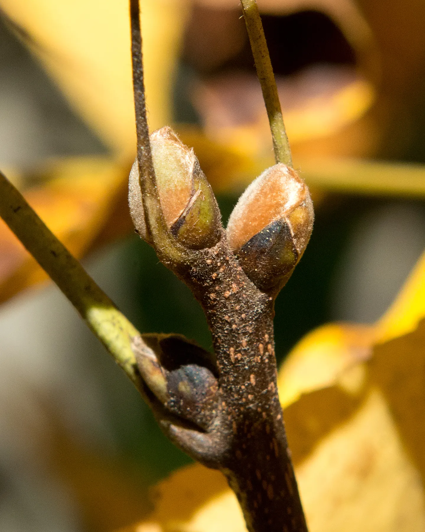 Shagbark Hickory (Carya Ovata) — with a canopy spread of 40 to 70 feet; turning to a golden hue in autumn