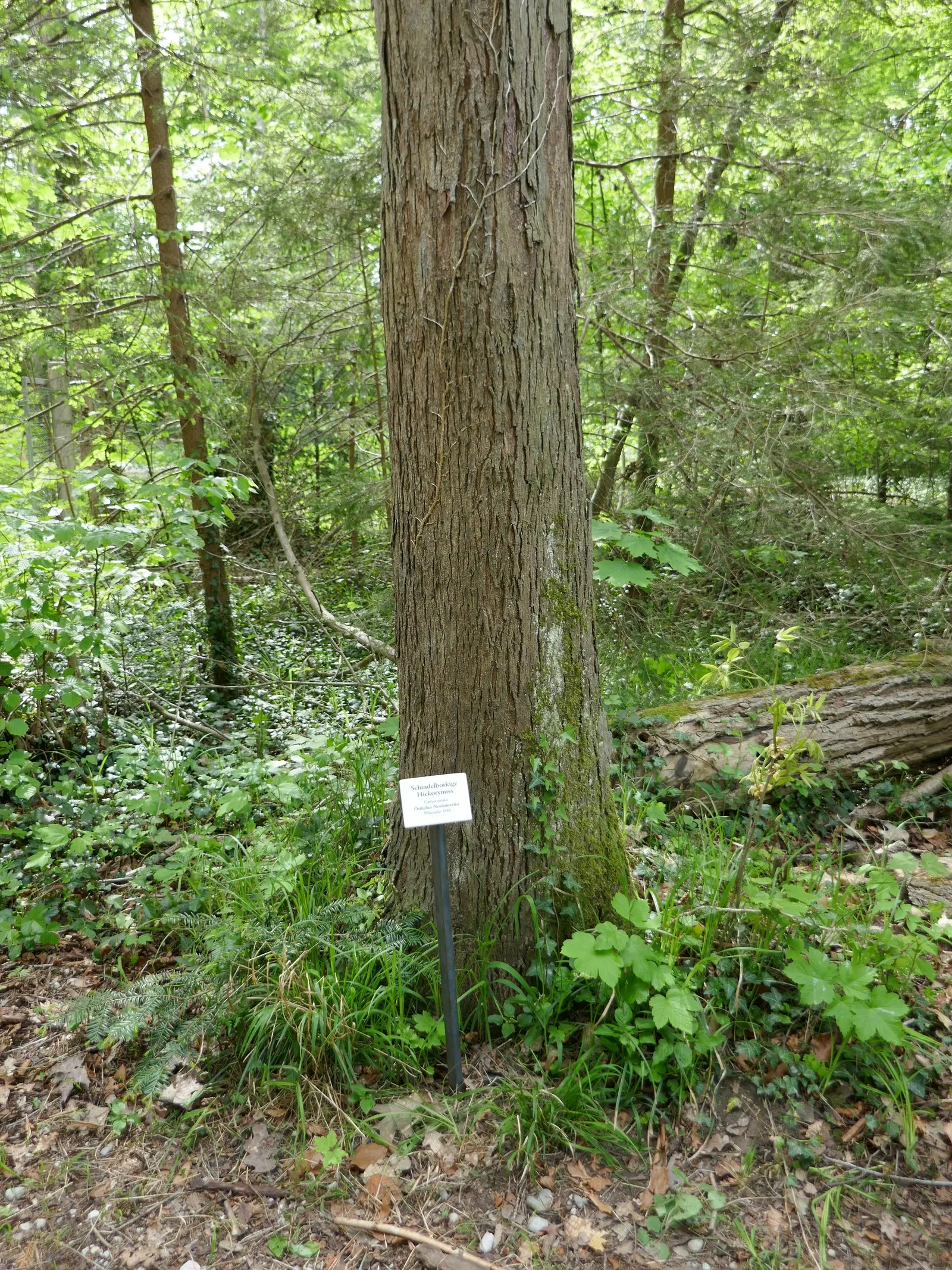 Shagbark Hickory (Carya Ovata) — adding seasonal color to your garden; and the tree's flowers support pollinators