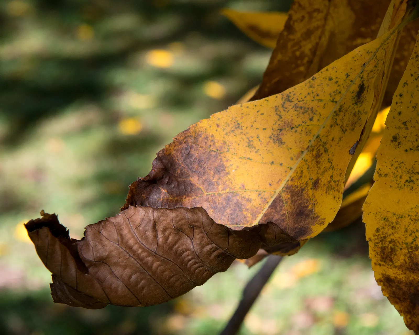Shagbark Hickory (Carya Ovata) — and the tree's flowers support pollinators