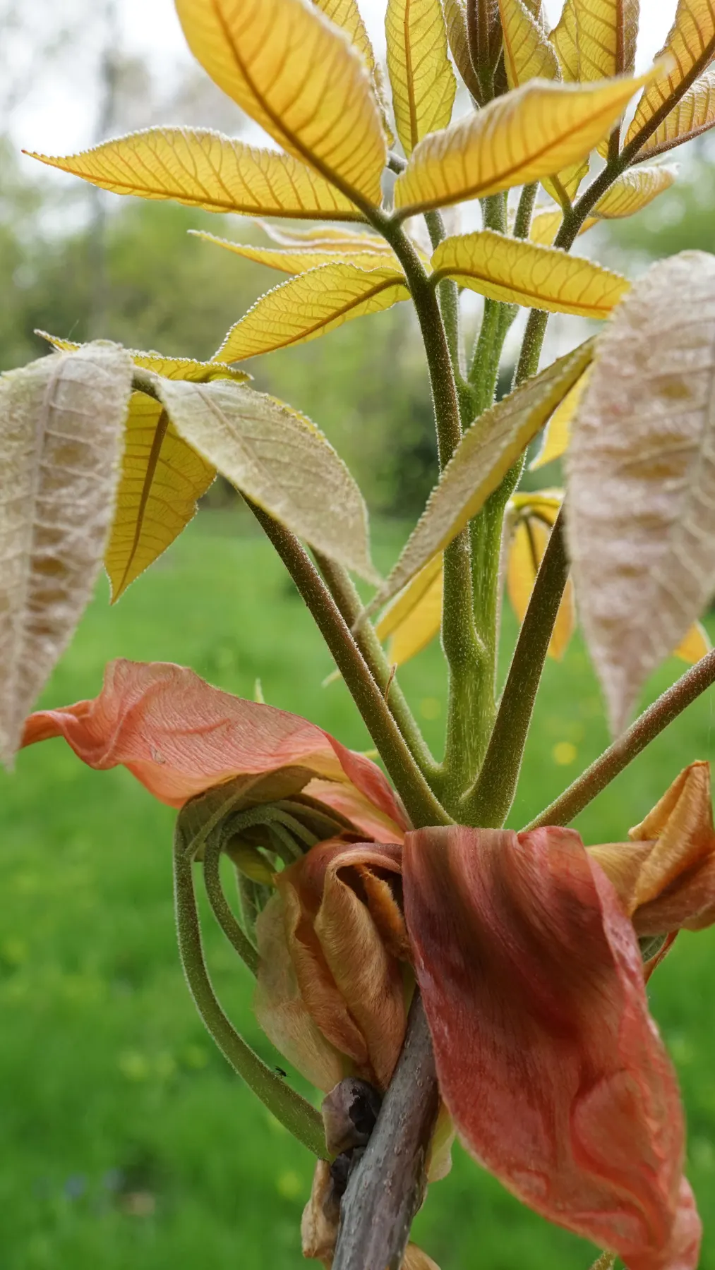 Shagbark Hickory (Carya Ovata) — Prefers well-drained soils and full sun, offering splendid golden fall foliage; the tree is adaptable to various, image 55