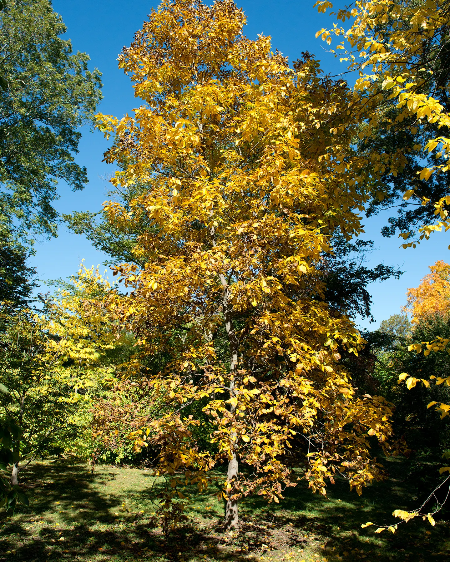Shagbark Hickory (Carya Ovata) — providing striking textural interest for any landscape design