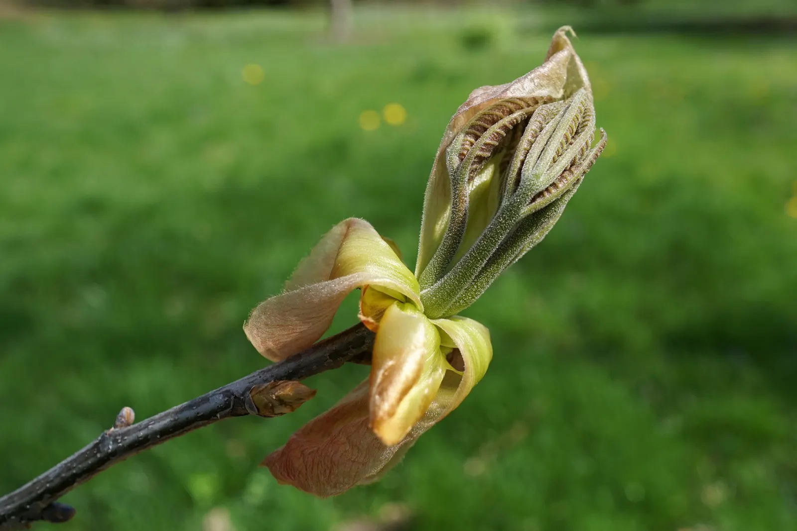 Shagbark Hickory (Carya Ovata) — and the tree's flowers support pollinators; adding seasonal color to your garden