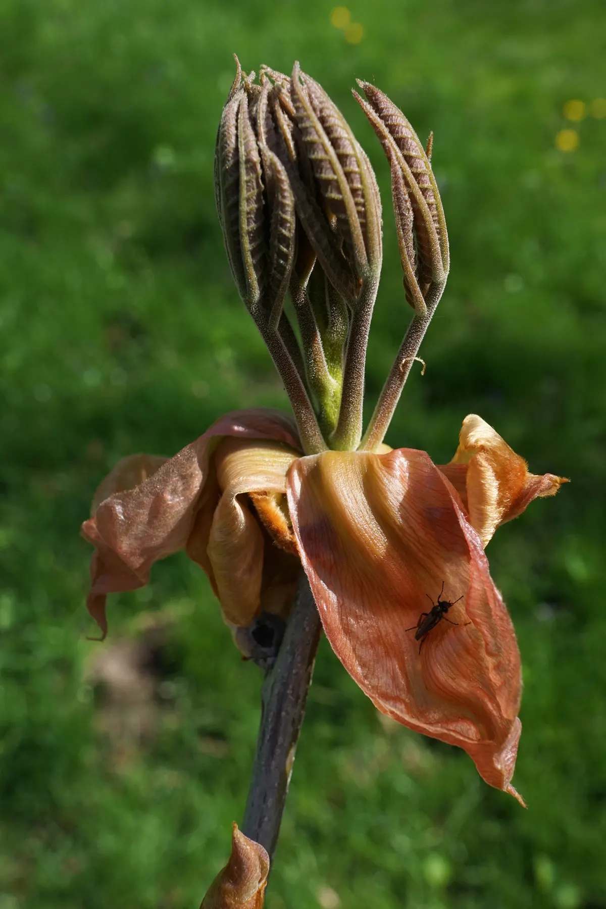 Shagbark Hickory (Carya Ovata) — Prefers well-drained soils and full sun, offering splendid golden fall foliage
