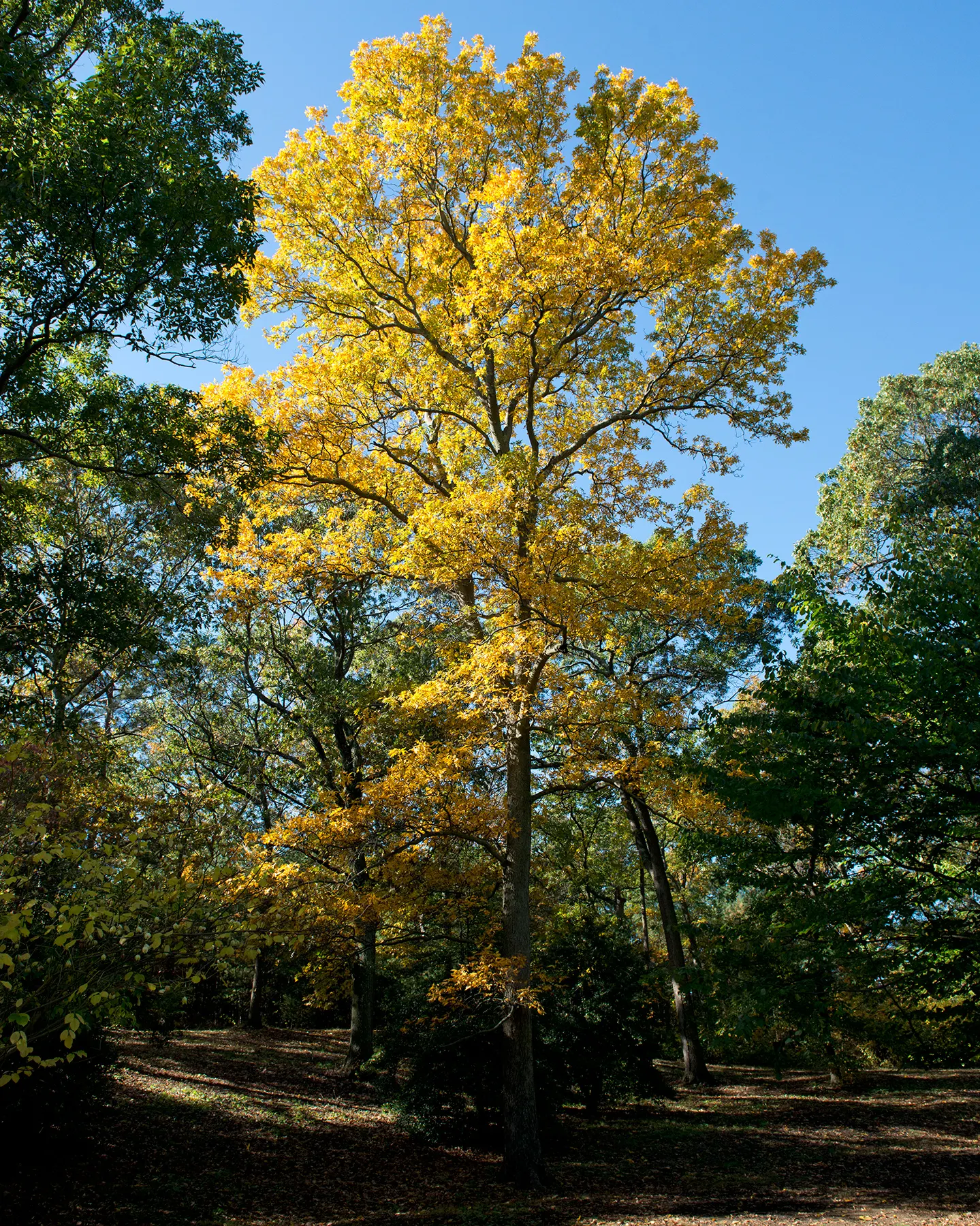 Shagbark Hickory (Carya Ovata) — reaching lengths up to 24 inches