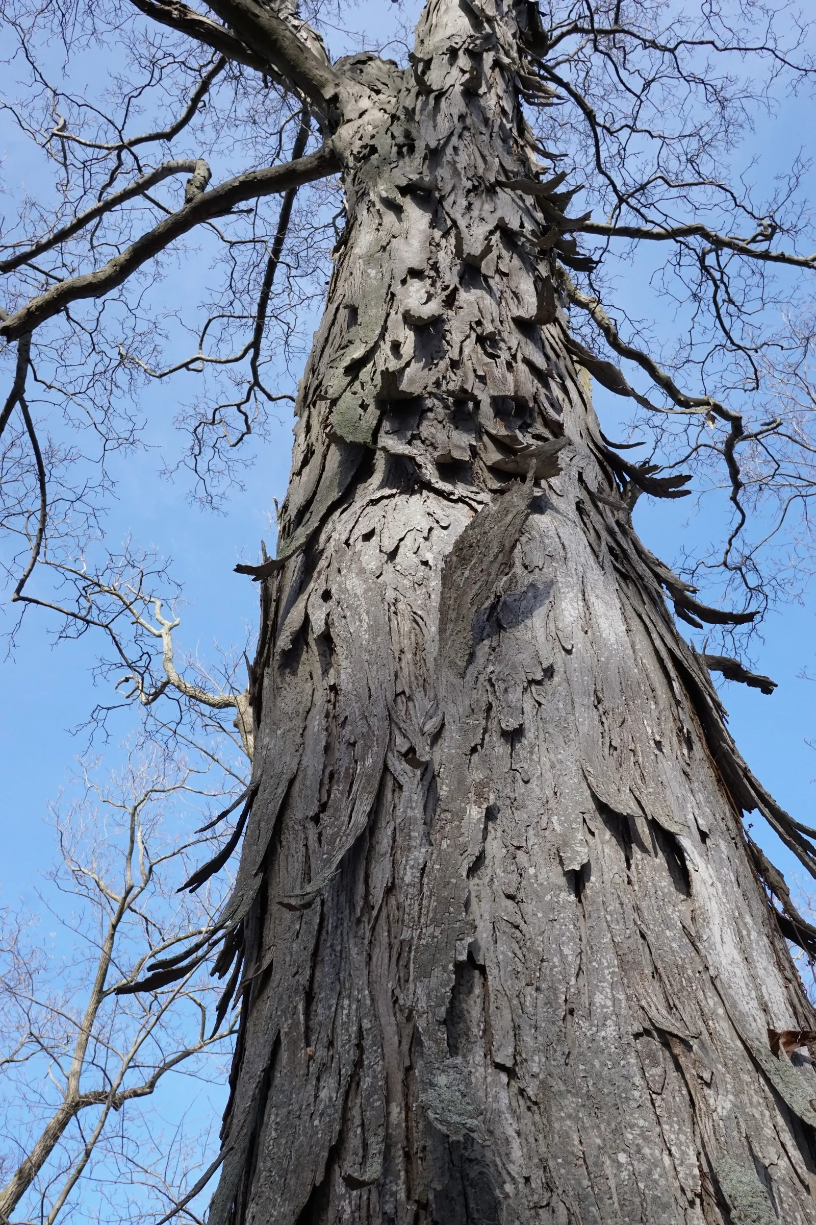 Shagbark Hickory (Carya Ovata) — such as attracting a variety of wildlife; its nuts are a favorite for squirrels and other small mammals