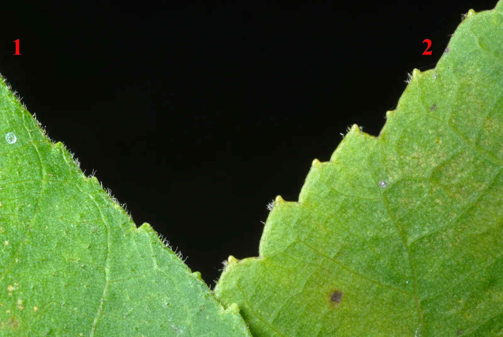 Shagbark Hickory (Carya Ovata) — The Shagbark Hickory (Carya ovata) is a striking deciduous tree; mature specimens stand 70-90 feet with canopy spreads up to