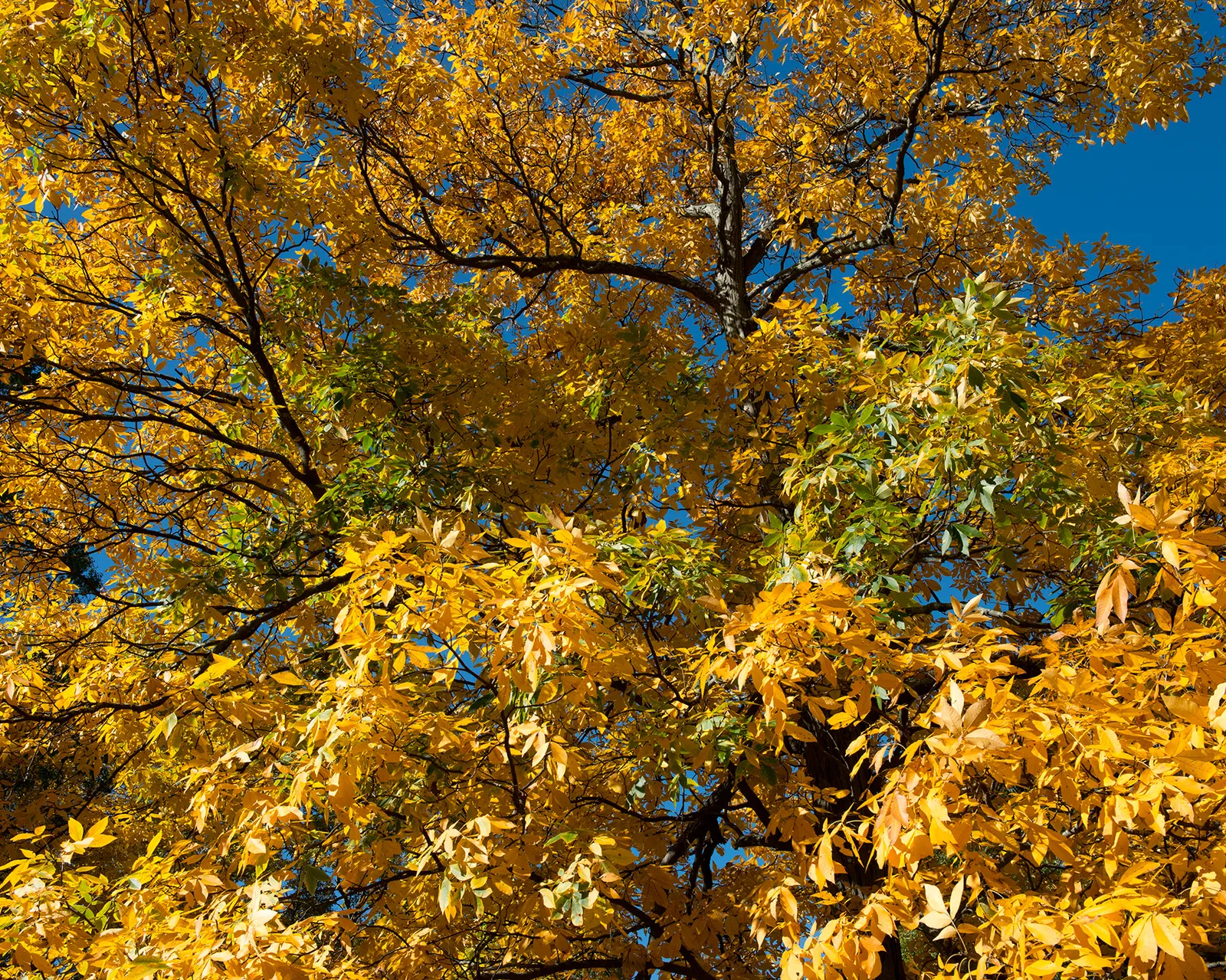Shagbark Hickory (Carya Ovata) — reaching lengths up to 24 inches; <br><br>The Carya ovata provides ecological benefits