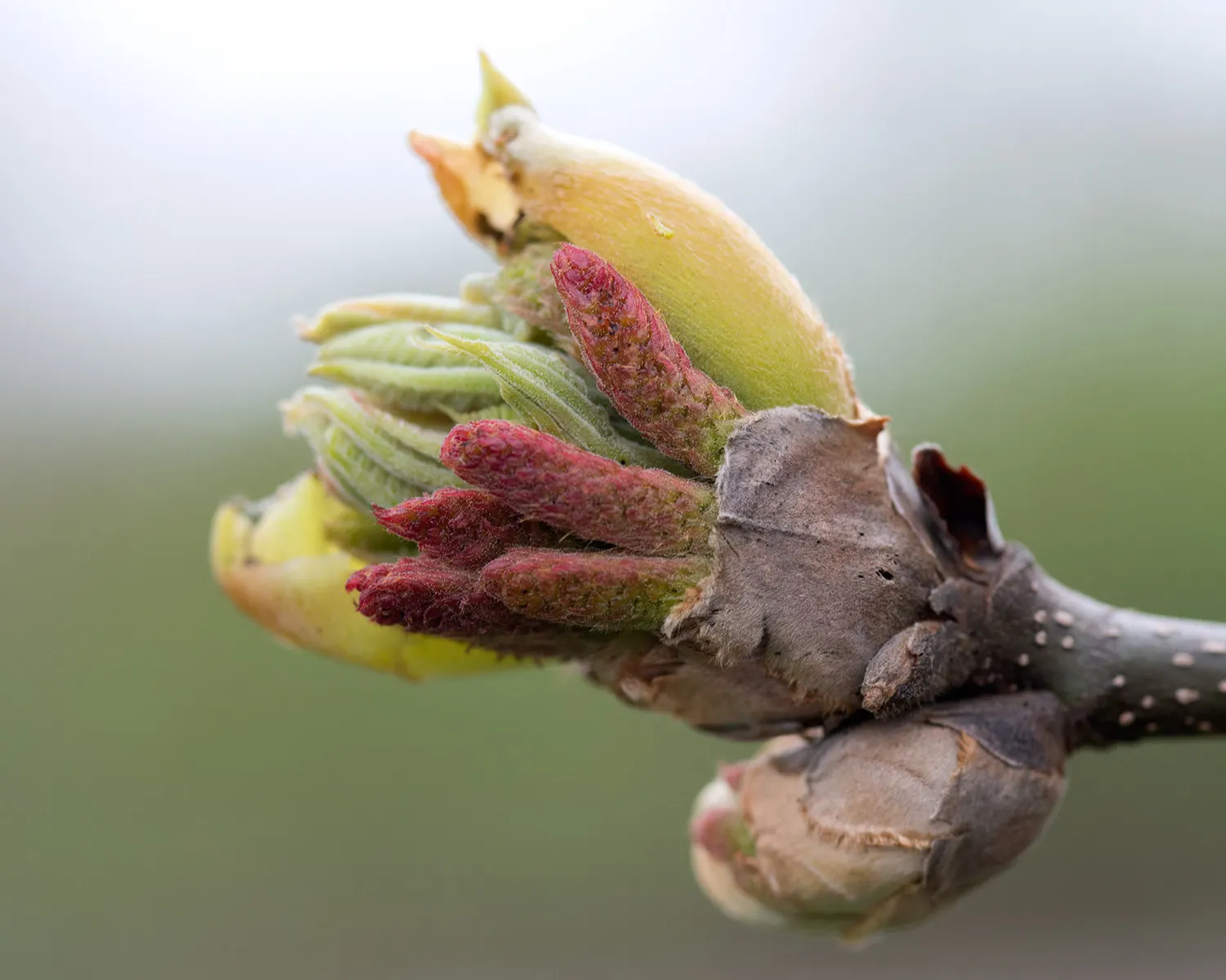 Shagbark Hickory (Carya Ovata) — reaching lengths up to 24 inches; <br><br>The Carya ovata provides ecological benefits, image 51