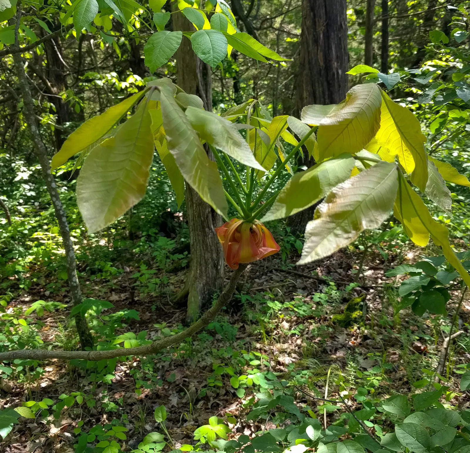 Shagbark Hickory (Carya Ovata) — providing striking textural interest for any landscape design; consider its mature size: the Shagbark Hickory can reach lofty